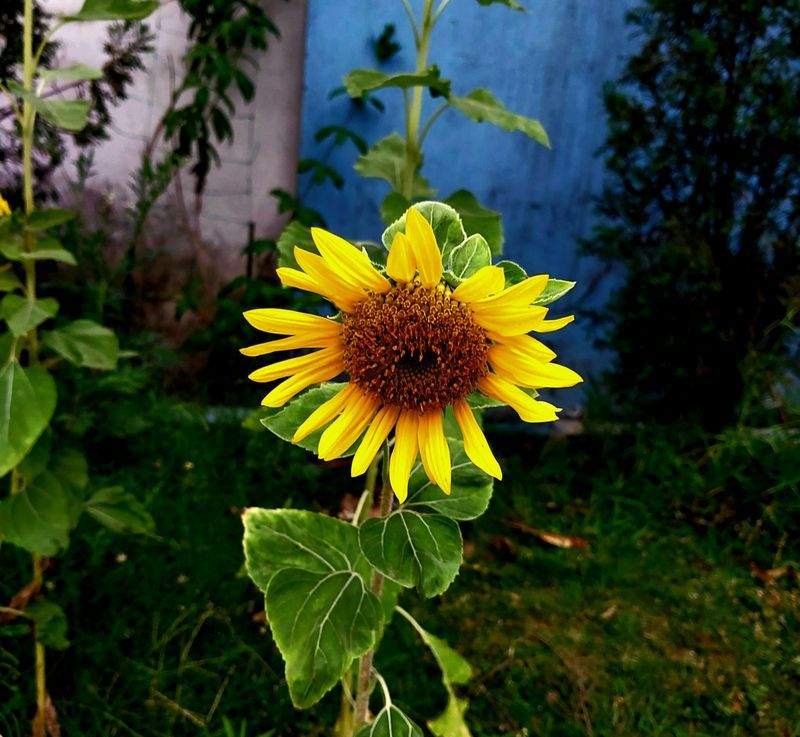 季節の花壇づくり